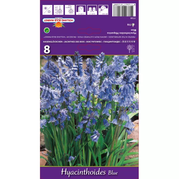 Hiacyntowiec hiszpański niebieski
