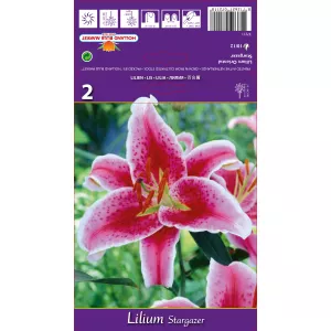 Lilia orientalna Stargazer