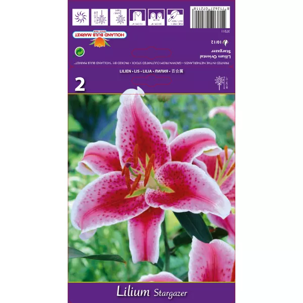 Lilia orientalna Stargazer