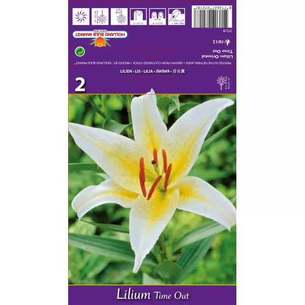 Lilia orientalna Time Out