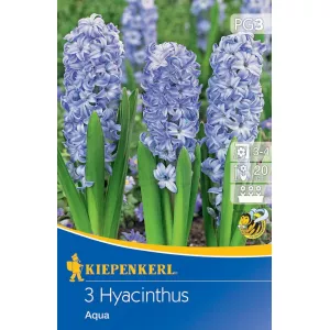 Hiacynt Aqua