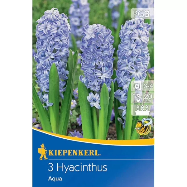 Hiacynt Aqua