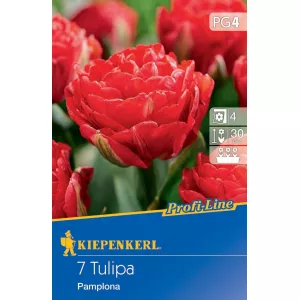 Tulipan Pampeluna