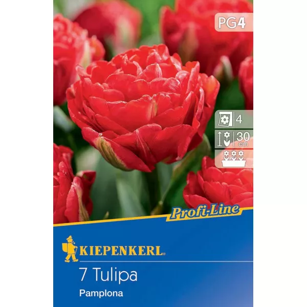Tulipan Pampeluna