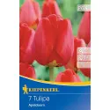 Tulipany Apeldoorn