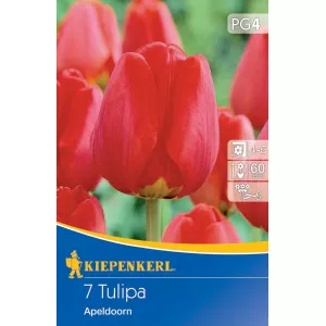 Tulipany Apeldoorn