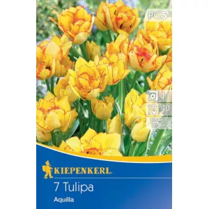 Tulipan Aquilla