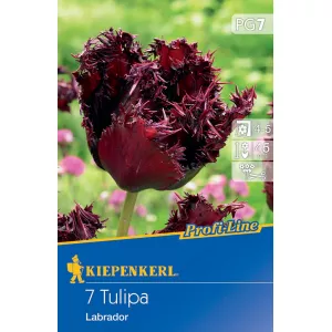 Tulipan Labrador