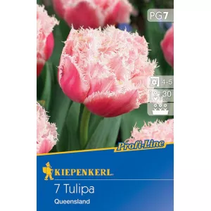 Tulipany Queensland