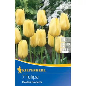 Tulipan Golden Emperor