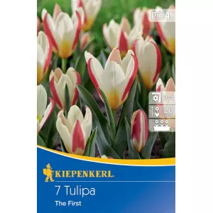 Tulipan The First