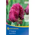 Tulipan Parrot Prince
