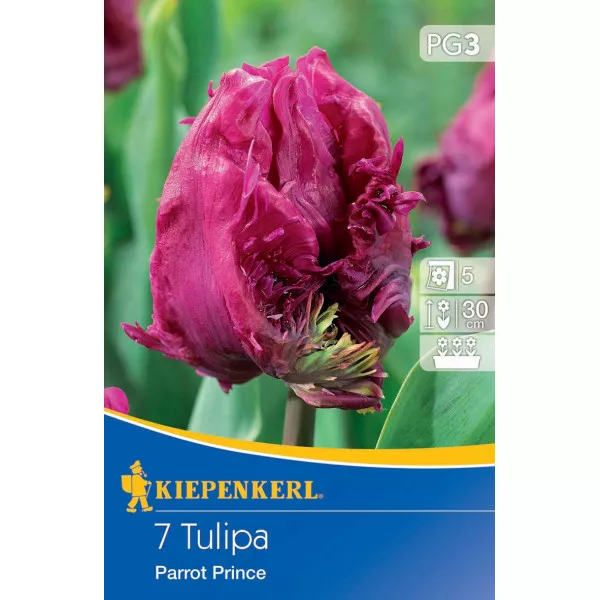 Tulipan Parrot Prince
