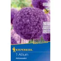 Czosnek (Allium) Ambassador