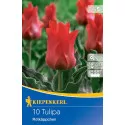 Tulipan Rotkappchen