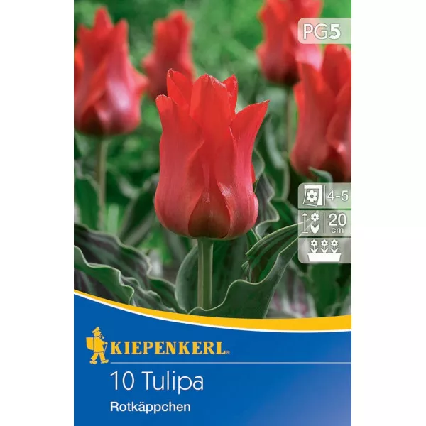 Tulipan Rotkappchen