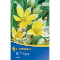 Tulipan karłowy Tarda