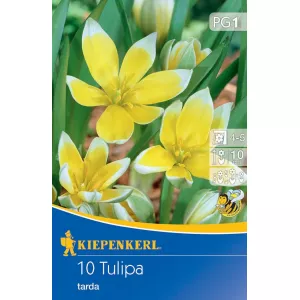 Tulipan karłowy Tarda