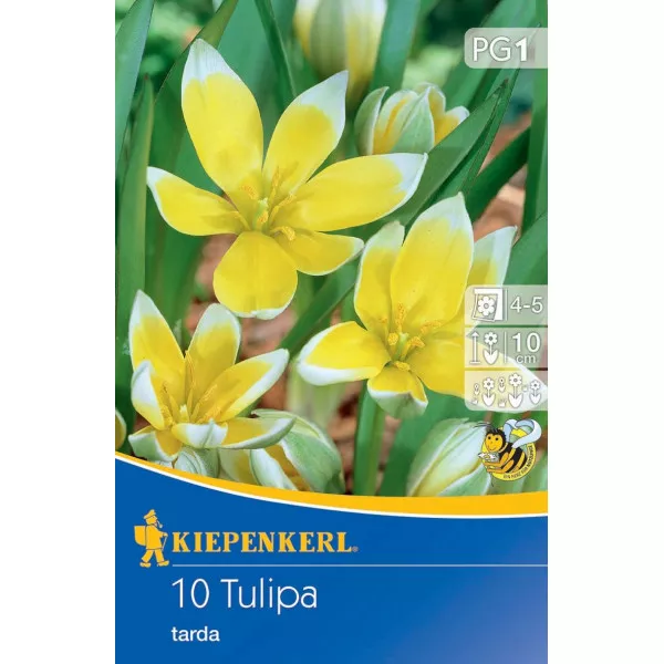 Tulipan karłowy Tarda