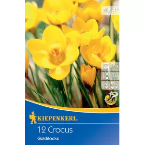 Krokus Goldilocks