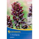 Fritillaria 'Persica'