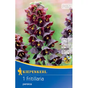 Fritillaria 'Persica'