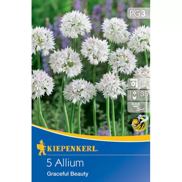 Czosnek (Allium) Graceful Beauty