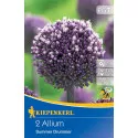 Czosnek (Allium) Summer Drummer