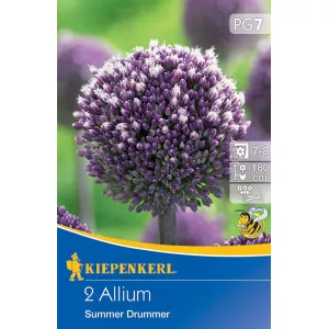 Czosnek (Allium) Summer Drummer