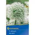 Czosnek (Allium) Mont Blanc