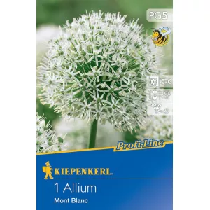 Czosnek (Allium) Mont Blanc