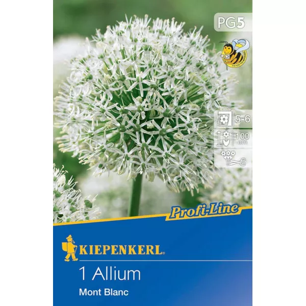Czosnek (Allium) Mont Blanc