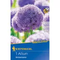 Czosnek (Allium) Globemaster