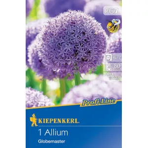 Czosnek (Allium) Globemaster