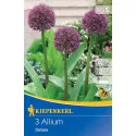 Czosnek (Allium) Ostara