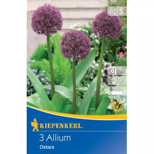 Czosnek (Allium) Ostara