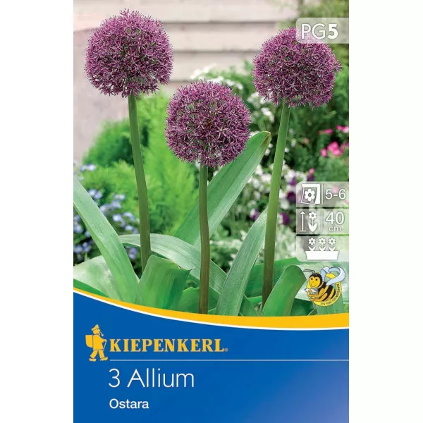 Czosnek (Allium) Ostara