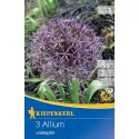 Czosnek (Allium) christophii
