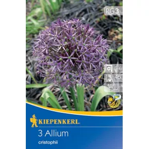 Czosnek (Allium) christophii