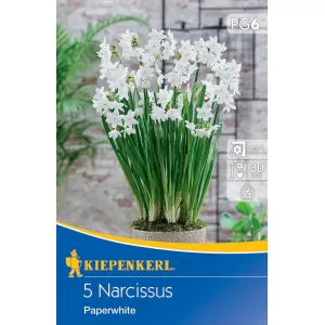 Narcyz Paperwhite