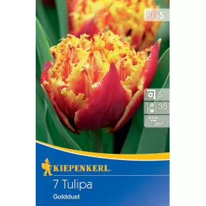 Tulipan Golddust