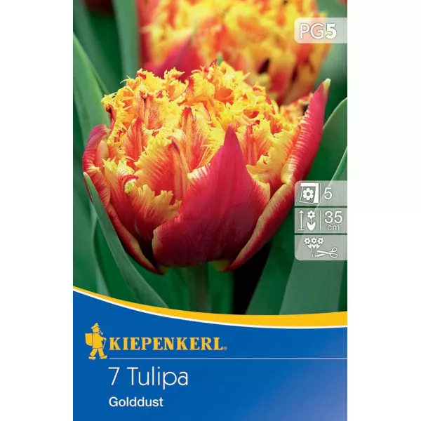 Tulipan Golddust