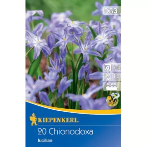 Chionodoxa