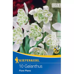 Przebiśnieg Flore Pleno
