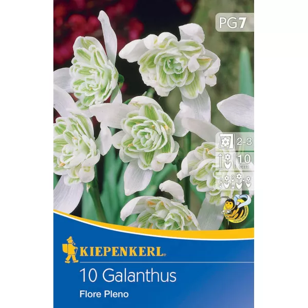 Przebiśnieg Flore Pleno