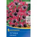 Tulipan karłowy Little Beauty