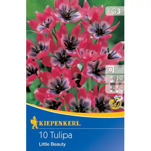 Tulipan karłowy Little Beauty
