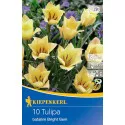 Tulipan karłowy Bright Gem