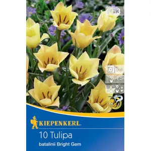 Tulipan karłowy Bright Gem