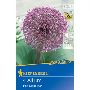 Czosnek (Allium) Red Giant Star